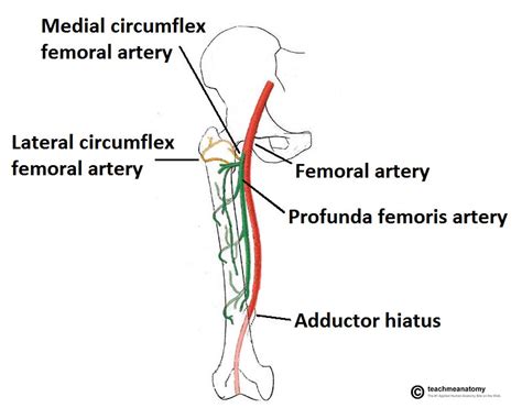 femoral artery meaning.